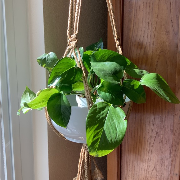 NEW Handmade Macrame Plant Hanger Tan - Picture 3 of 5